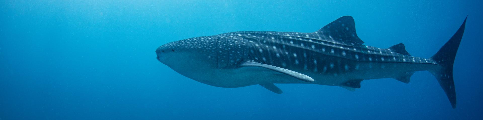 Pływanie z rekinami wielorybimi na Malediwach – spotkanie z oceanicznym gigantem